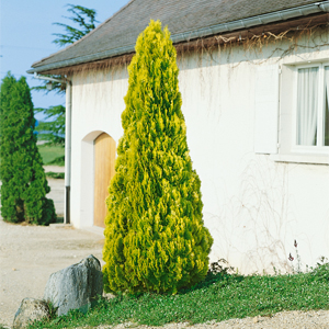 Thuja Oriantalis Pyramidalis Aurea – Altuni Pramit Mazı