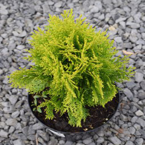 Thuja orientalis pyramidalis