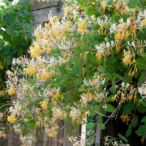 Lonicera etrusca – Hanımeli