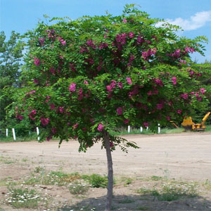 Robinia Pseudoacacia Deca İsneana Hispida – Pembe çiçekli akasya