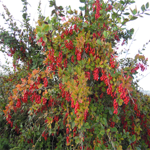 Berberis vulgaris – Kadın tuzluğu