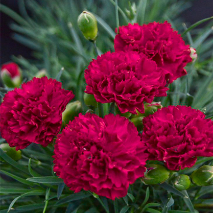 Dianthus – Karanfil