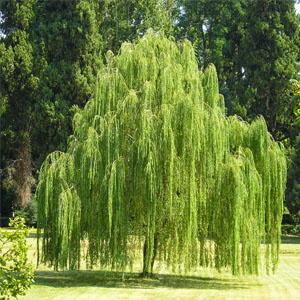 Salix Babylonica – Salkım söğüt