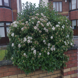 Viburnum tinus – Kartopu