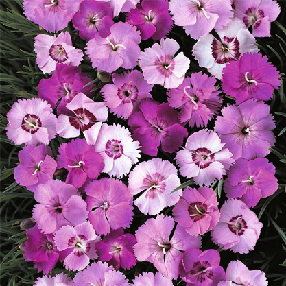 Dianthus plumarius- Alp karanfili