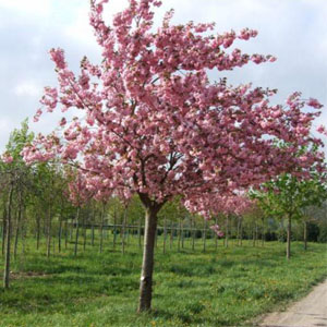 Malus floribunda – Süs elması