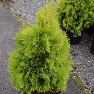 Thuja orientalis pyramidalis