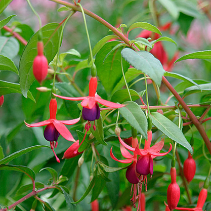 Fuchsia magellanica – Küpe çiçeği