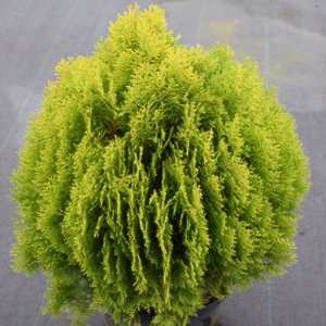 Thuja orientalis aurea nana