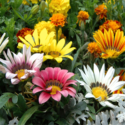 Gazania hybrida- Gazanya