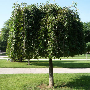 Morus nigra pendula – Ters dut