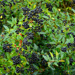 Ligustrum vulgare – Kurtbağrı