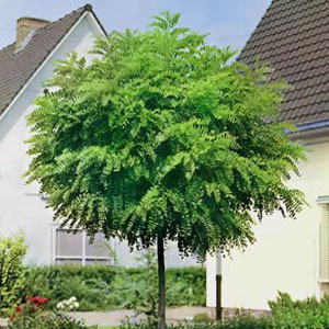 Robinia pseudoacacia – Top akasya