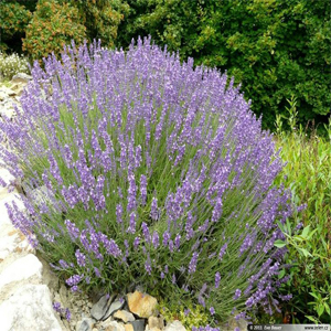 Lavandula officinalis – Lavanta