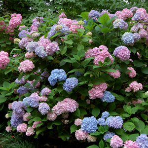 Hydrangea macrophylla – Ortanca