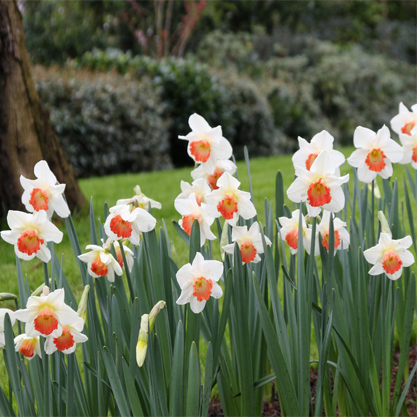 Narcissus spp.- Nergis