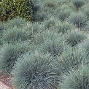 Festuca glauca – Mavi çim