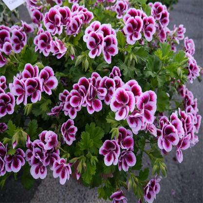 Pelargonium domesticum – Çeylan gözü