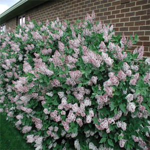 Syringa vulgaris – Leylak