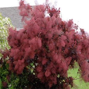 Cotinus Coggygria – Bulut ağaçı