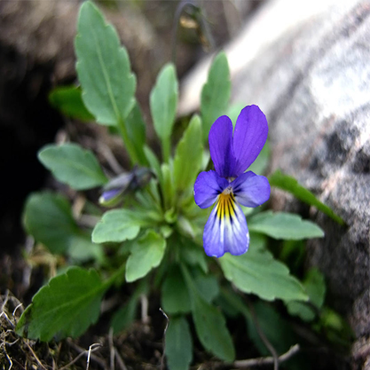 Viola tricolor- Hercai menekşe