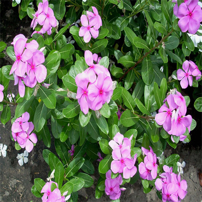 Vinca rosea. – Vinka