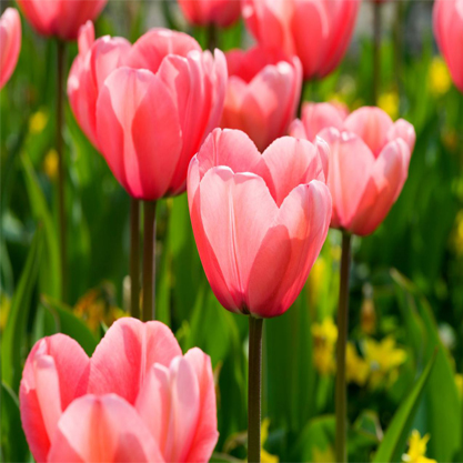 Tulipa – Lale