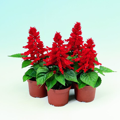 Salvia splendens- Ateş çiçeği