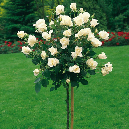 Standard Roses – Baston gül