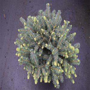 Picea omorika