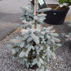 Picea pungens hopsii