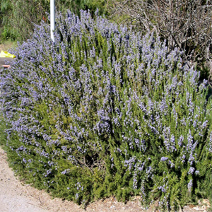 Rosmarinus officinalis – Biberiye