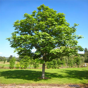 Fraxinus excelsior – Diş budak