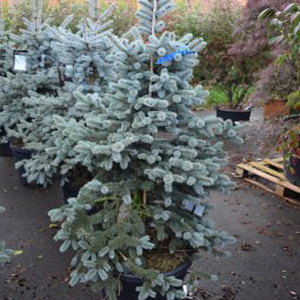 Picea pungens oldenburg