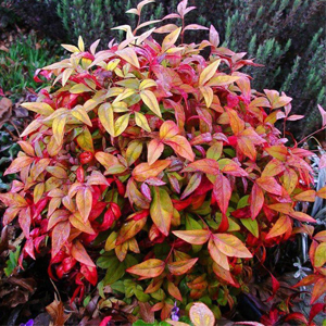 Nandina Domestica – Cennet bambusu