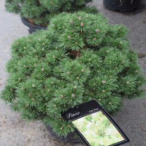 Pinus mugo