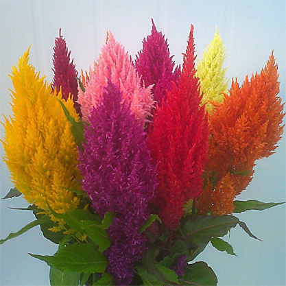 Celosia argentea- Horos ibiği