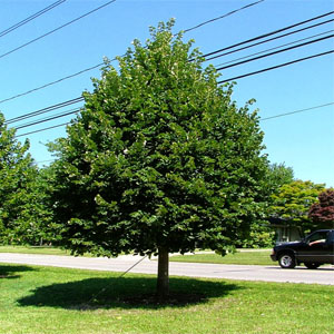 Tilia tomentosa – Ihlamur