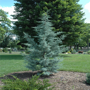 Cupressus Arizonica – Mavi servi